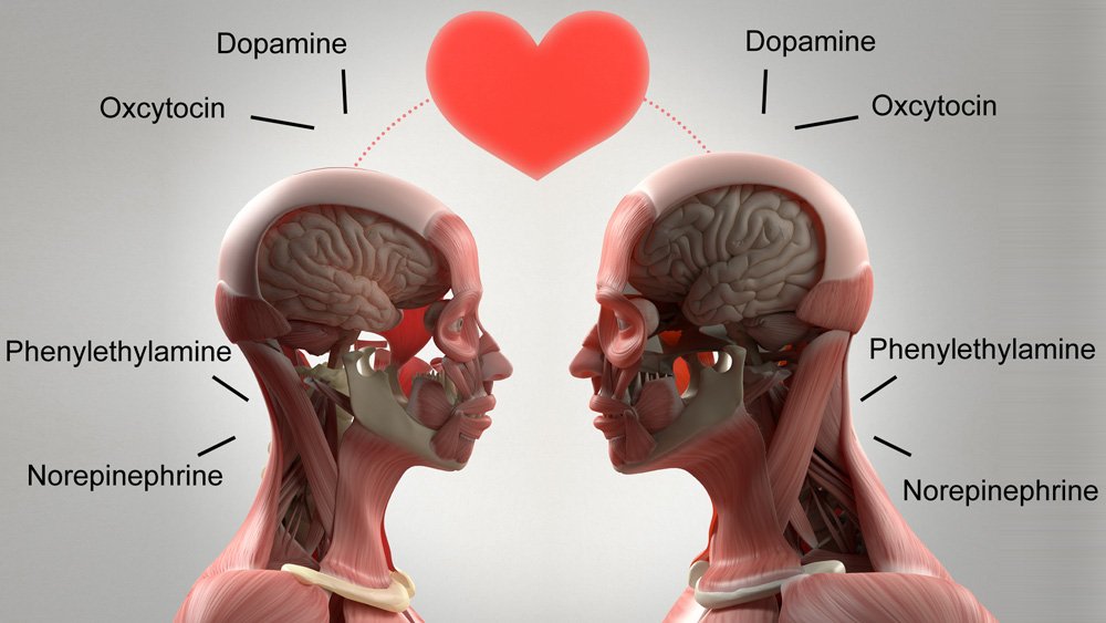 نقش مغز در عشق